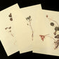 Waraq Collection (Lebanon)