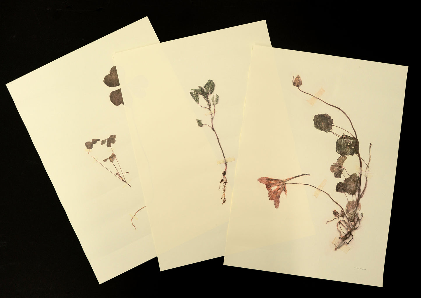 Waraq Collection (Lebanon)